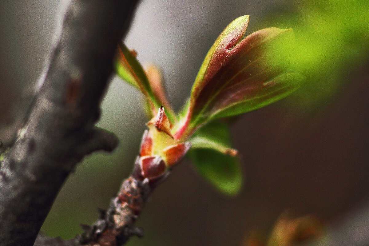 Весна бежит! - Юрий Гайворонскiий