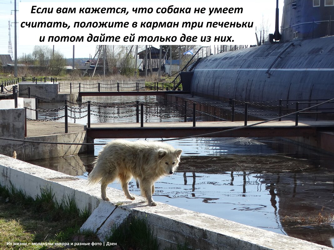 Пёс Бимка рядом с подводной лодкой, Вытегра - svk * Пёс Бимка рядом с подводной лодкой, Вытегра - svk *