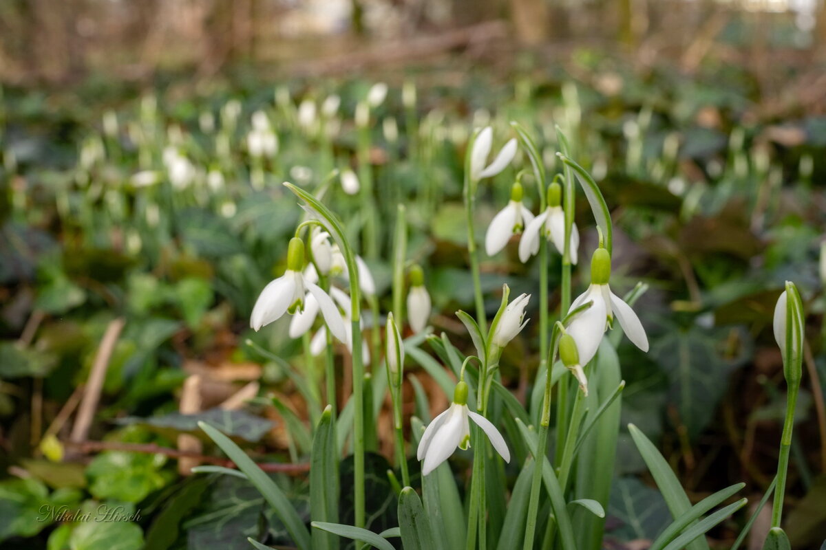 Радость весенняя... - Николай Гирш