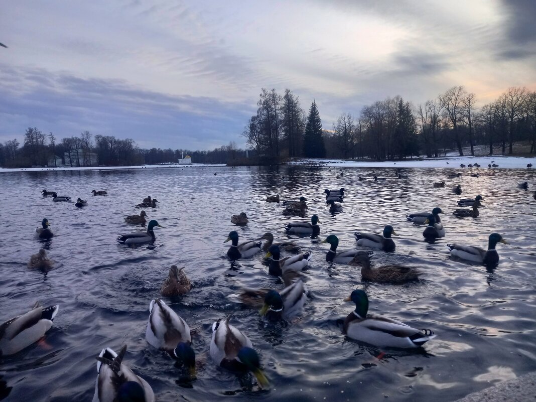 Утки на закате - Сапсан Утки на закате - Сапсан