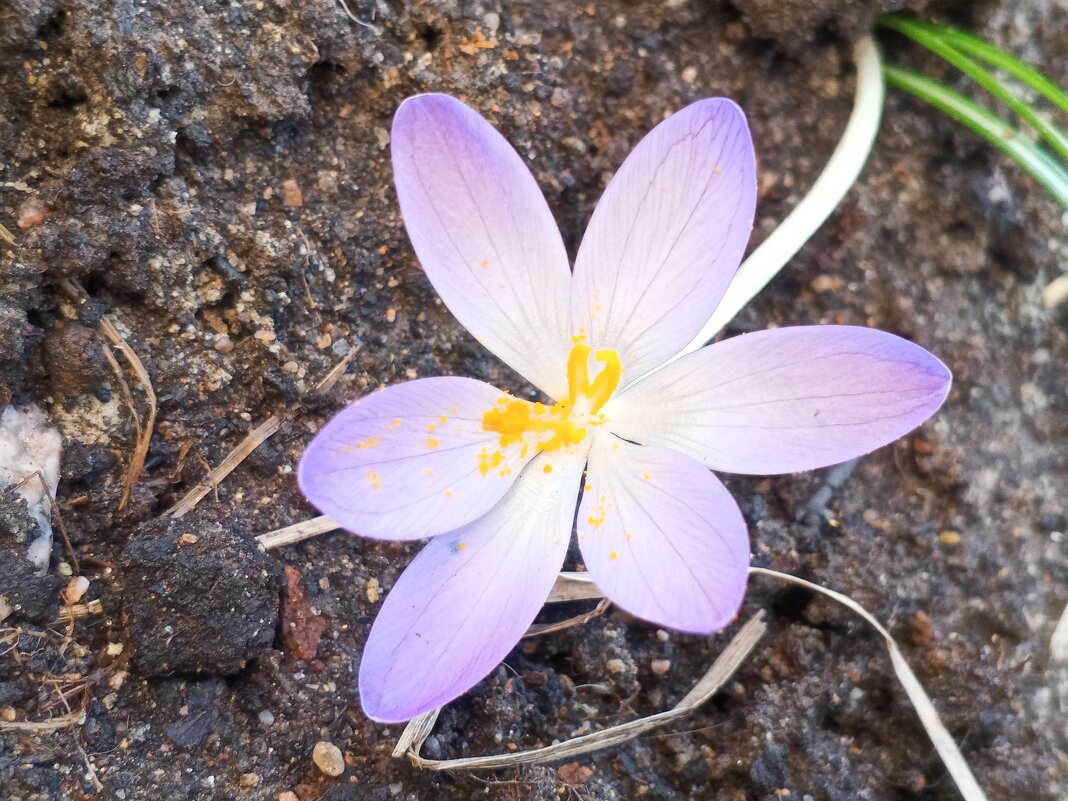 Крокус - Сапсан 