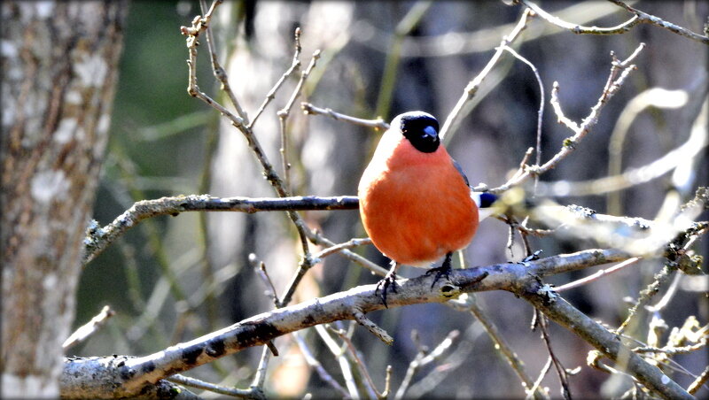 Весенний снегирь на солнышке - Сергей Весенний снегирь на солнышке - Сергей