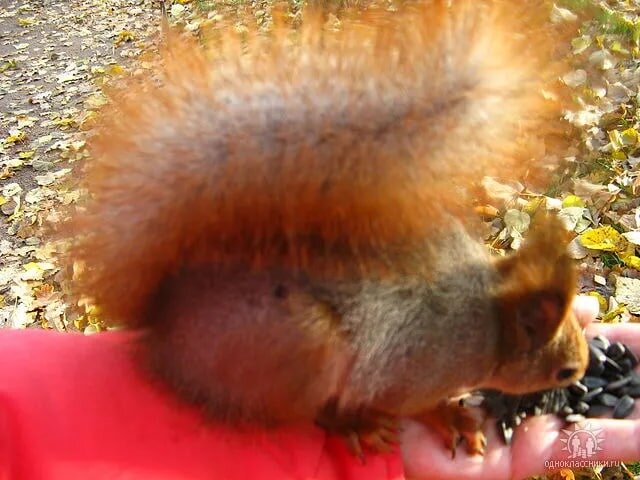 Ручная белка - Надежда 