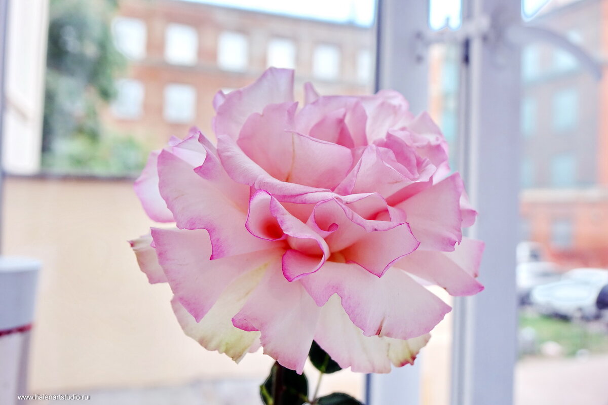 Розочка - Игорь Корф