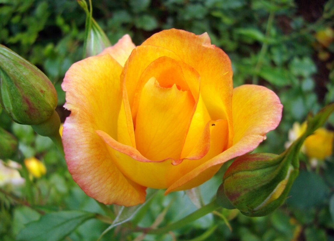 роза - марта Камушкина роза - марта Камушкина