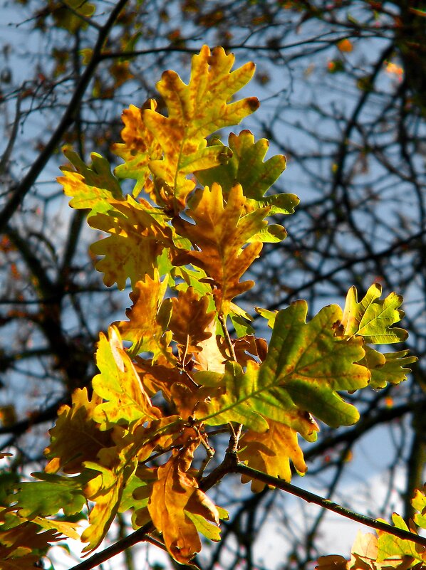 Листья - Роман Савоцкий
