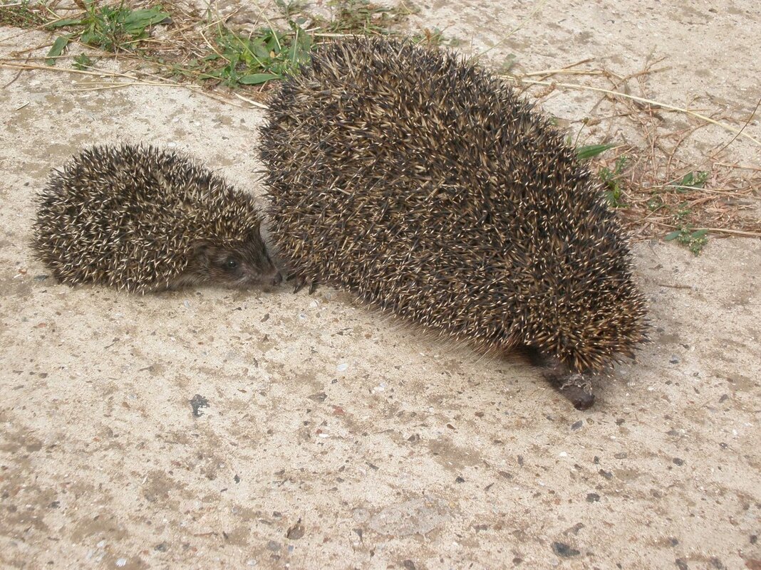 Ёжики - Роман Савоцкий