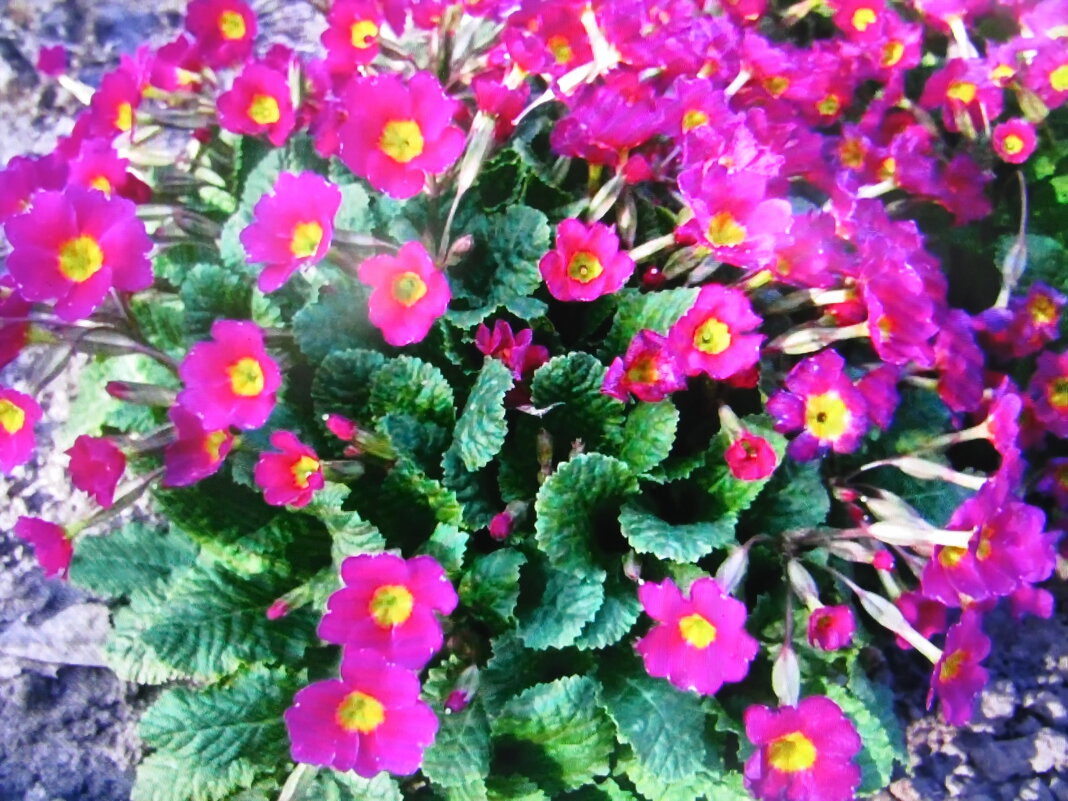 Во всей красе - Людмила Смородинская