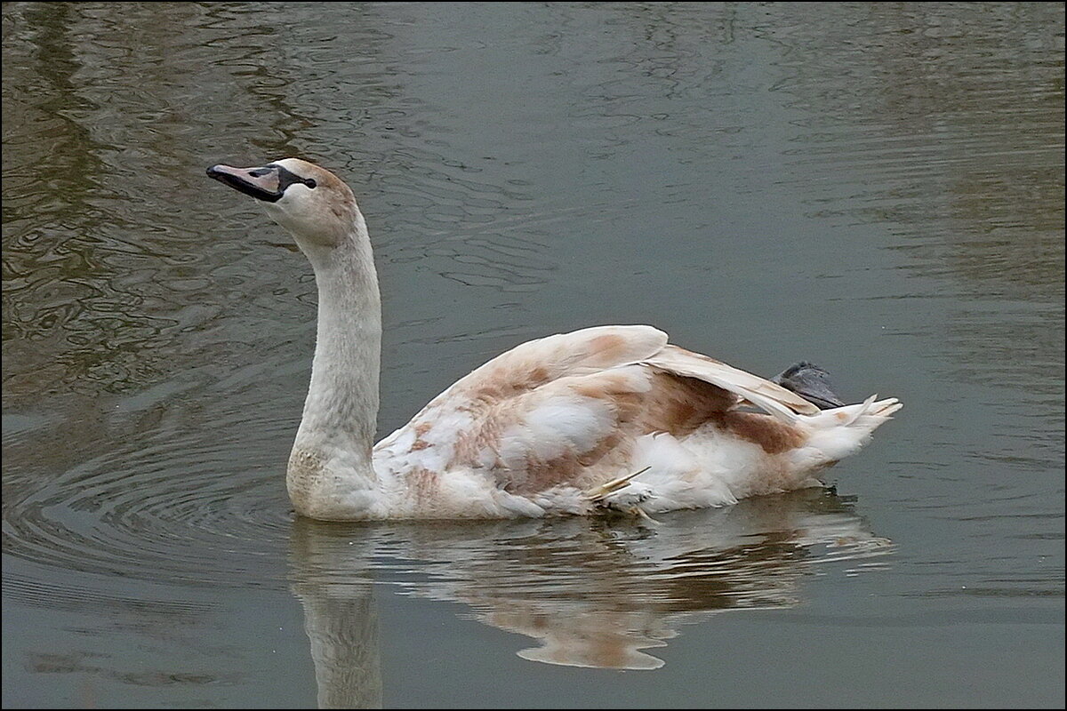 Где же вы , сородичи ? - Фёдор Меркурьев
