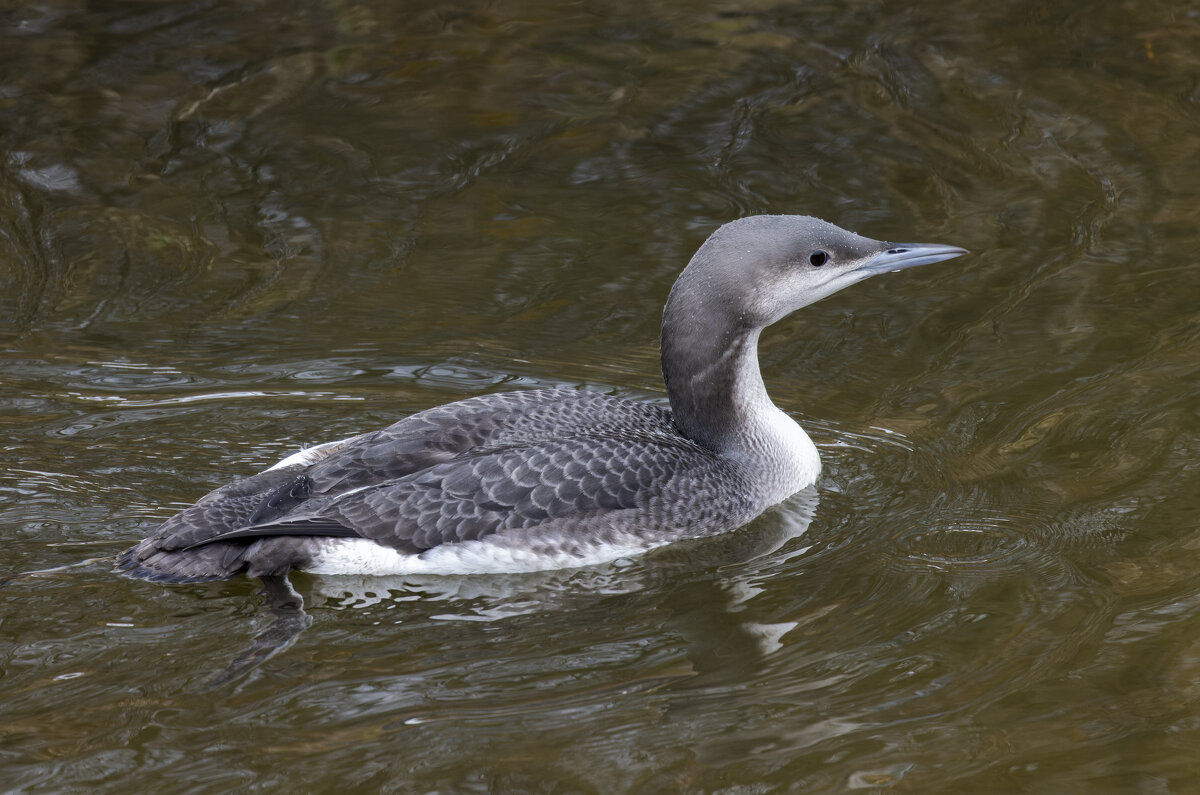 гагара - юрий макаров