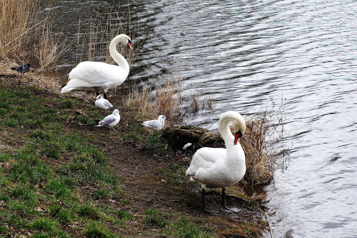 Лебеди в городском парке - Рита Симонова