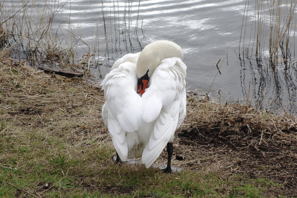 Лебеди в городском парке - Рита Симонова