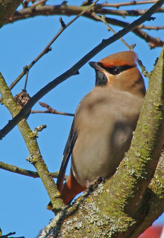 свиристель - gawrilа - dan свиристель - gawrilа - dan