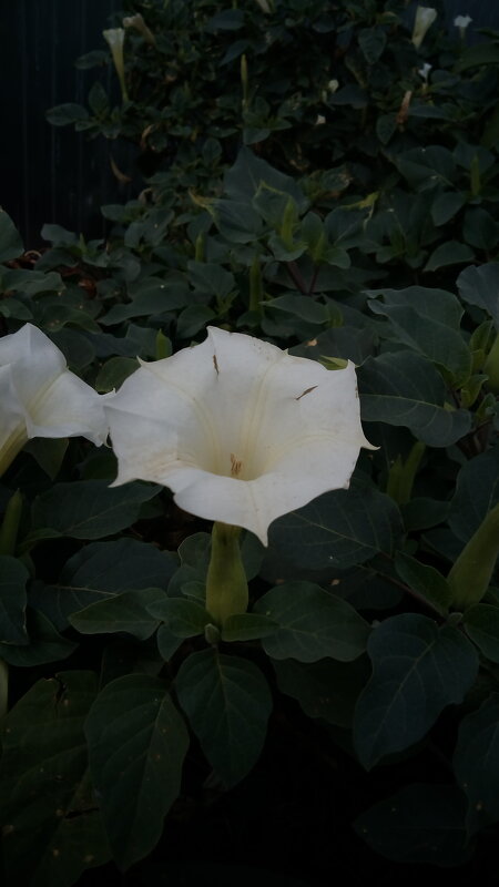 ,,, - Сергей Тимоновский