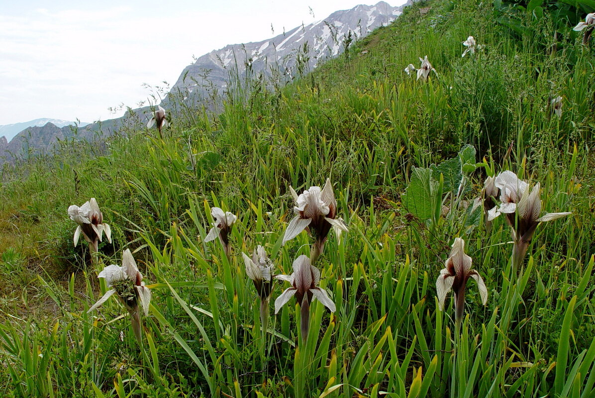 ПРОГУЛКА НА БОЛЬШОЙ ЧИМГАН 3300м. - Виктор Осипчук