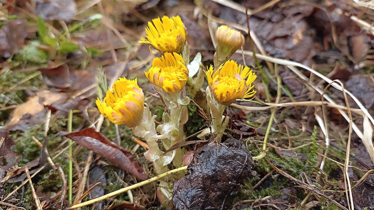 Мать и мачеха - Татьяна Тюменка Мать и мачеха - Татьяна Тюменка