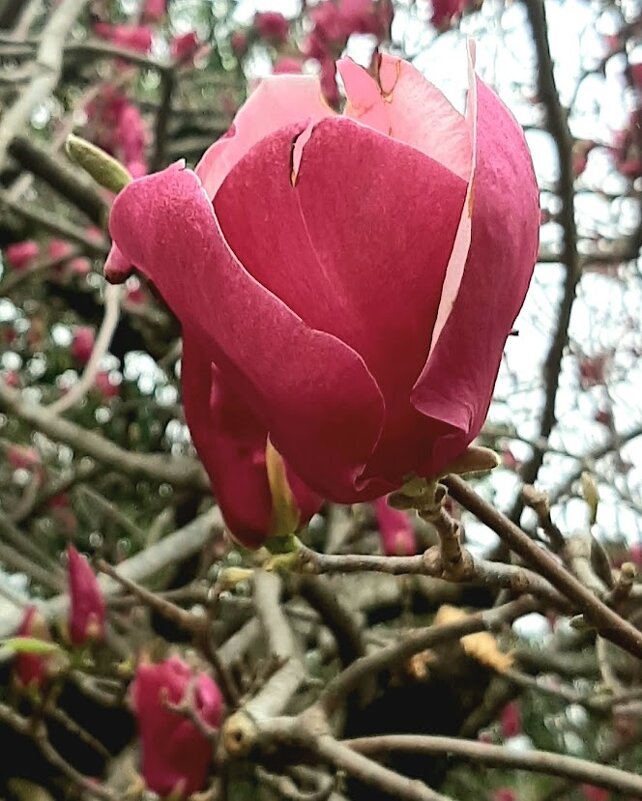 Магнолия Суланжа - Tata Wolf