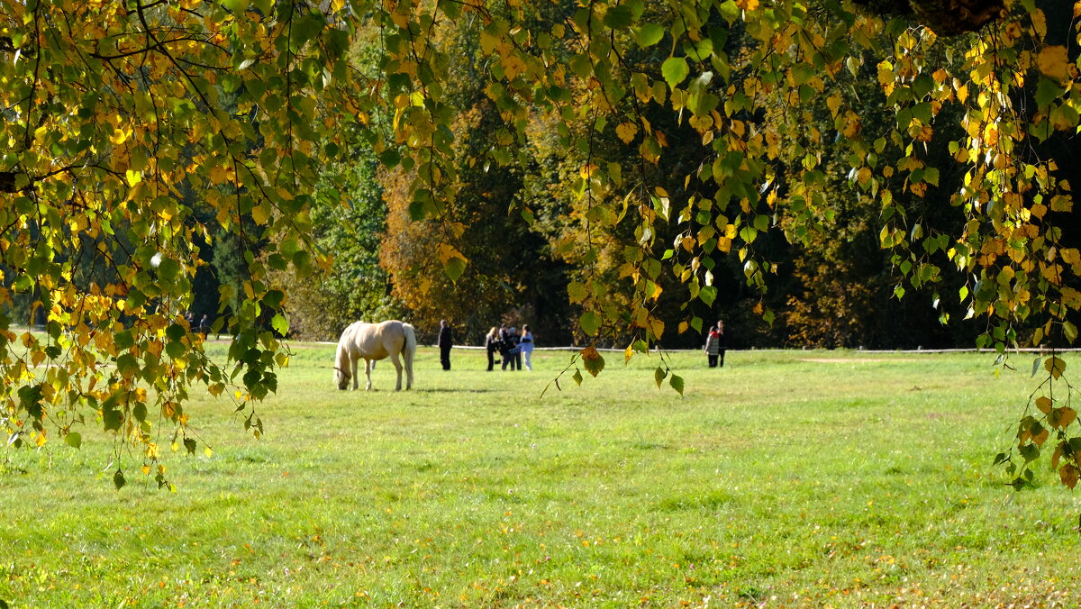 Кони на лугу - Олег Зоркий