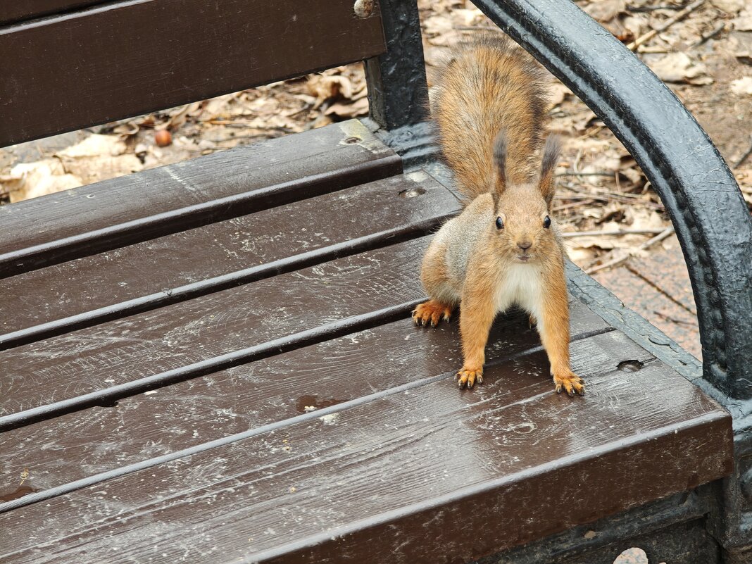 Белка из Царицынского парка - <<< Наташа >>>