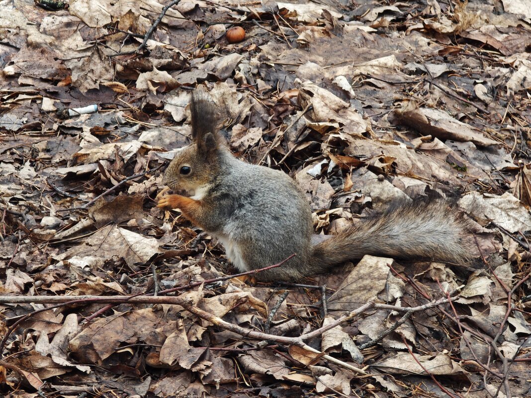 Белка из Царицынского парка - <<< Наташа >>>
