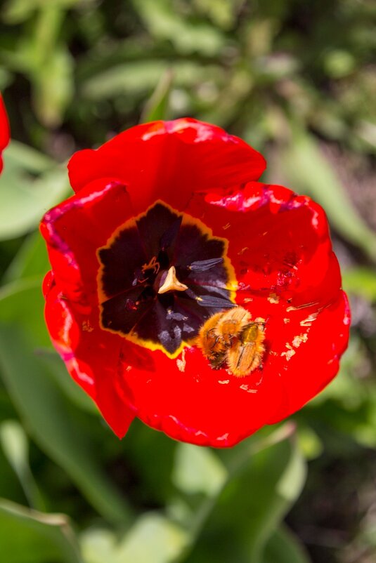 Тюльпан любви - Тамара Федорова