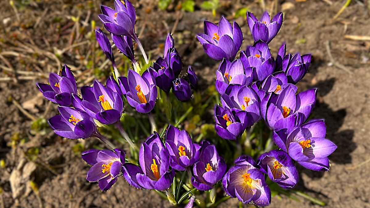 ***стараются и радуют..." - Olga Oskolkova ***стараются и радуют..." - Olga Oskolkova