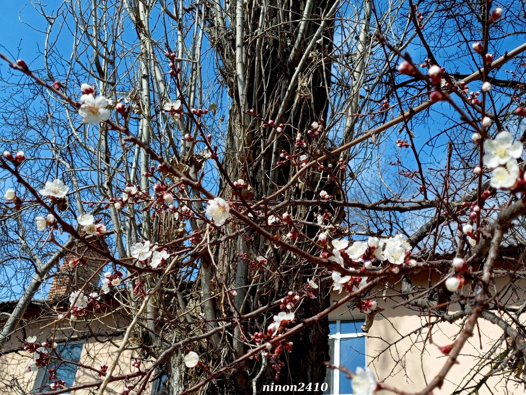 Ростовская весна - Нина Бутко Ростовская весна - Нина Бутко