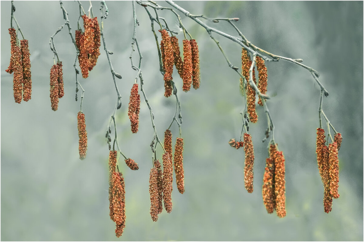 Ольховые серёжки - Валентин Котляров