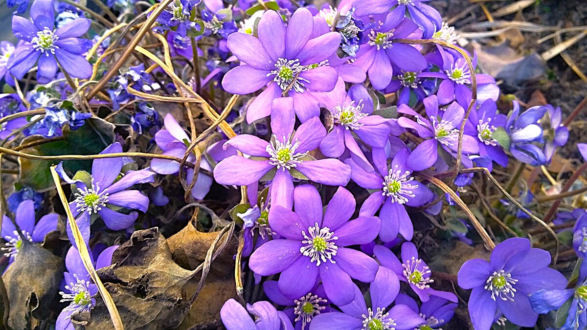 *** п е ч е н о ч н и ц а *** - Olga Oskolkova