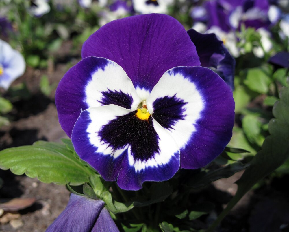 Фиалка трёхцветная. - Ирина ***