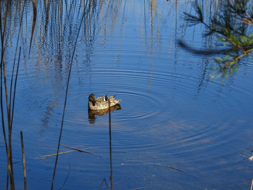 весна - ИННА ПОРОХОВА