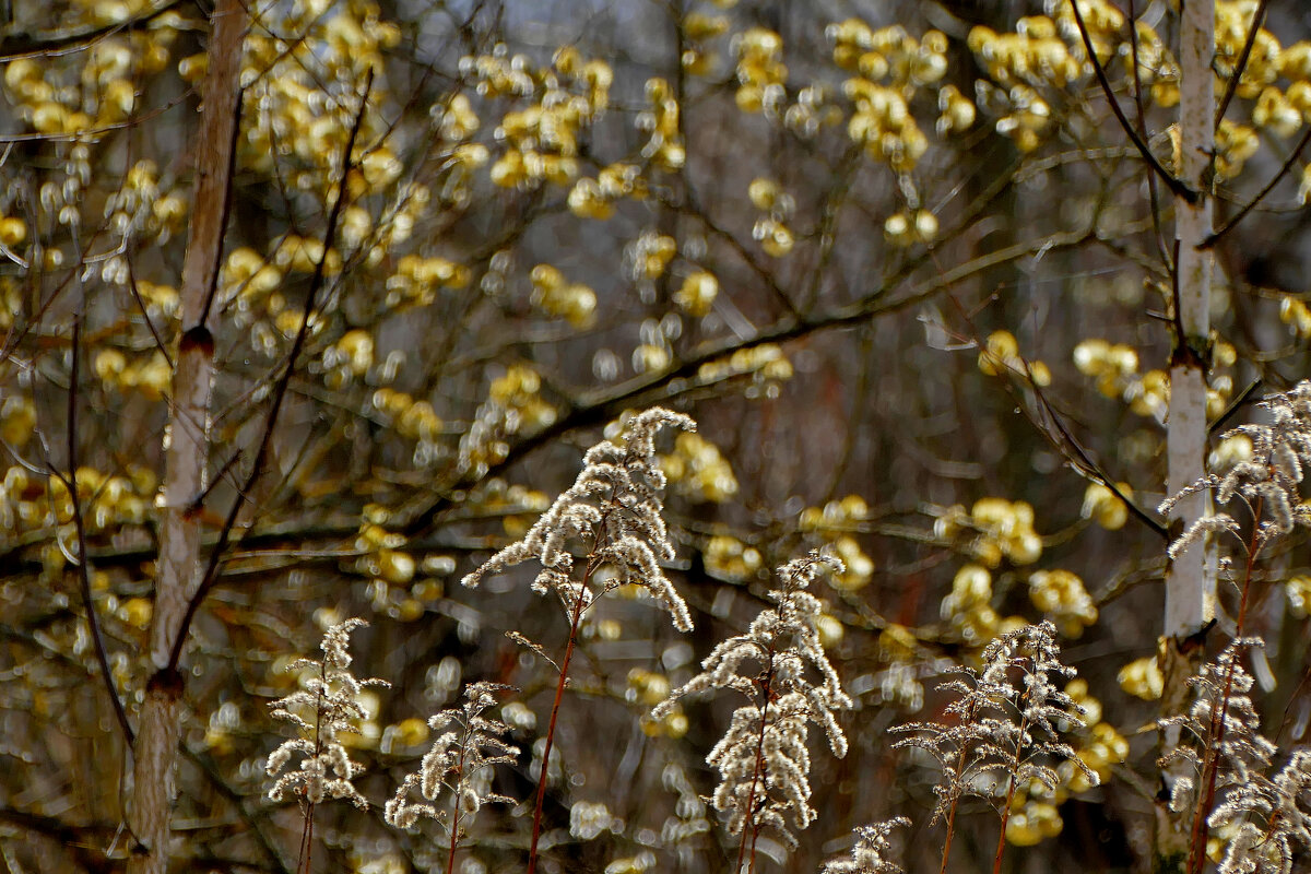 природа 28 марта 1 - Александр Прокудин природа 28 марта 1 - Александр Прокудин