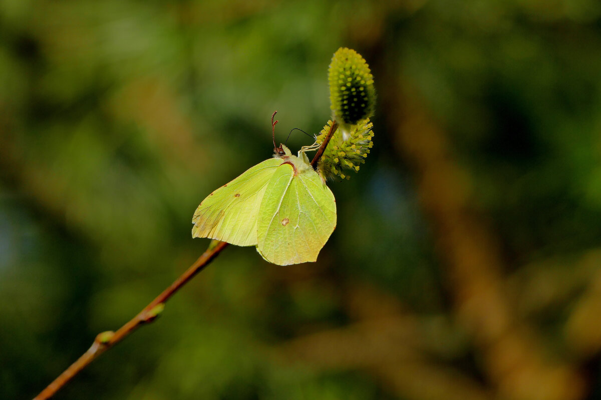 природа 28 марта 2 - Александр Прокудин природа 28 марта 2 - Александр Прокудин