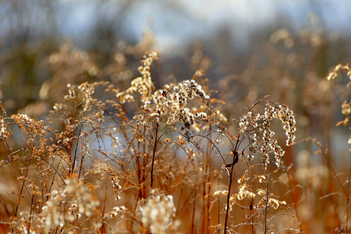 природа 28 марта 5 - Александр Прокудин природа 28 марта 5 - Александр Прокудин