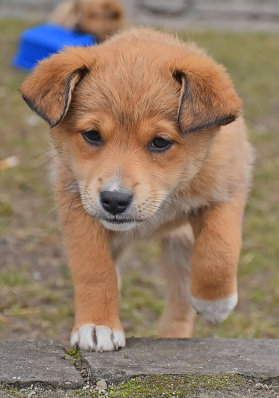 Малыш. - Валентина Нефёдова Малыш. - Валентина Нефёдова
