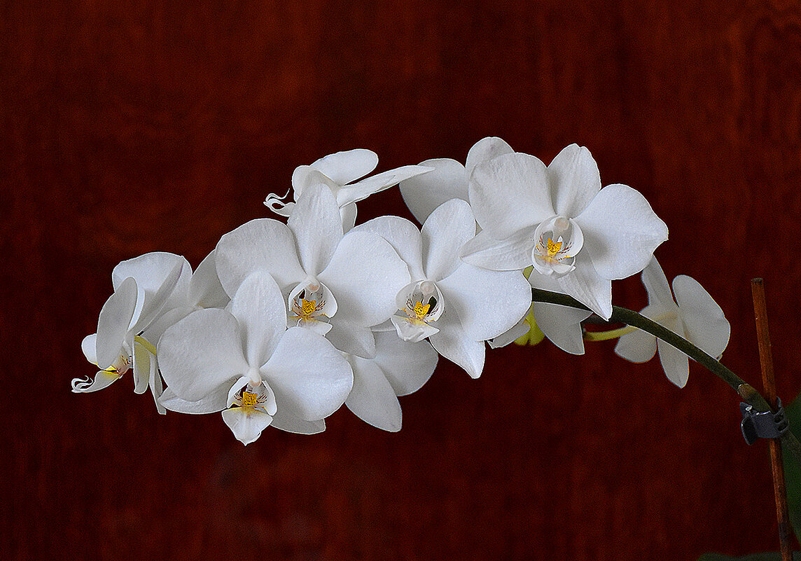 Белоснежная красавица! - Валентина Нефёдова Белоснежная красавица! - Валентина Нефёдова