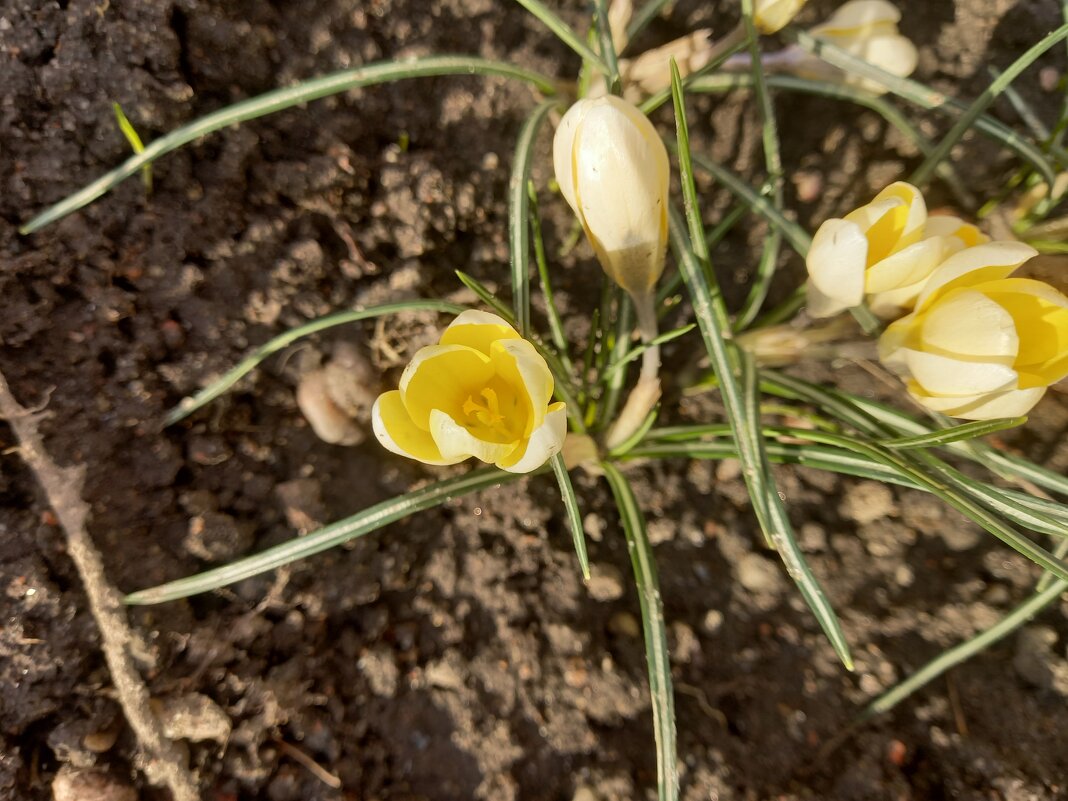 Крокус - Сапсан 