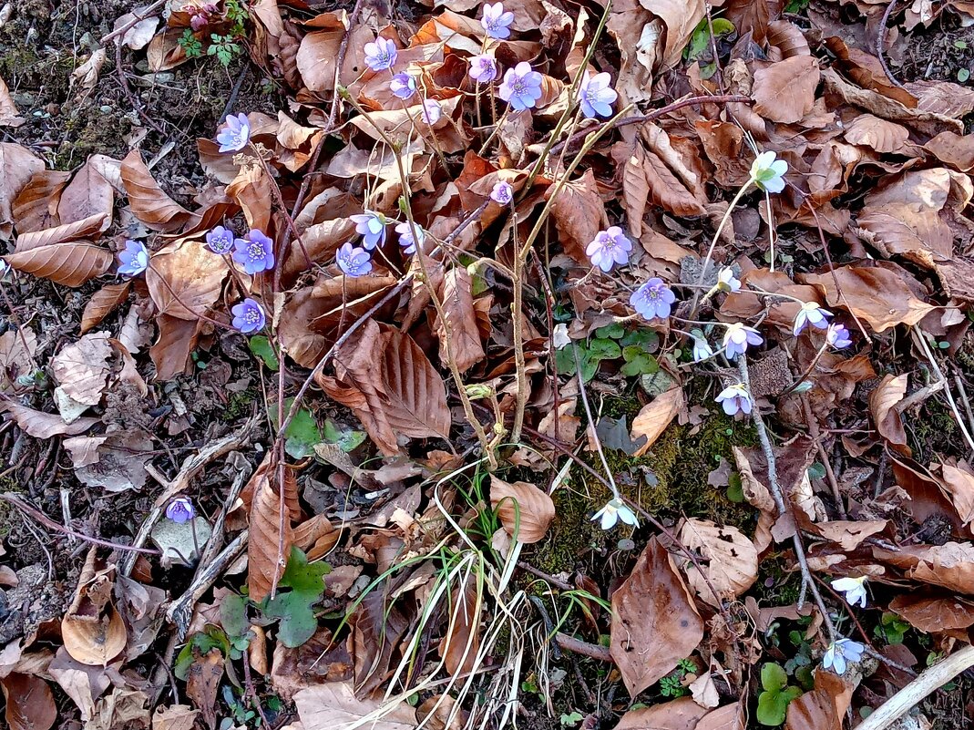 Предвестники весны, вы слышите? - Heinz Thorns Предвестники весны, вы слышите? - Heinz Thorns
