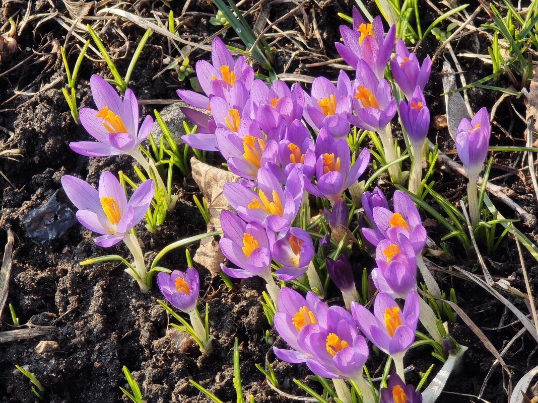 Крокусы - <<< Наташа >>>