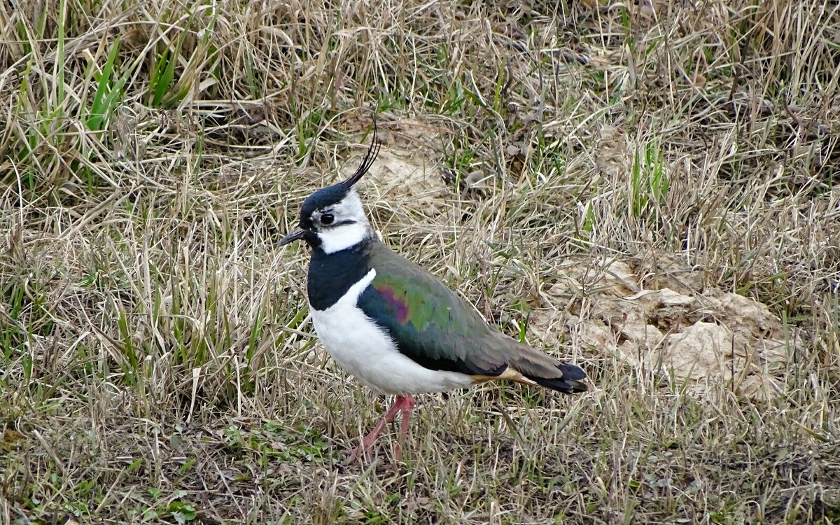 Чибис - Милешкин Владимир Алексеевич 