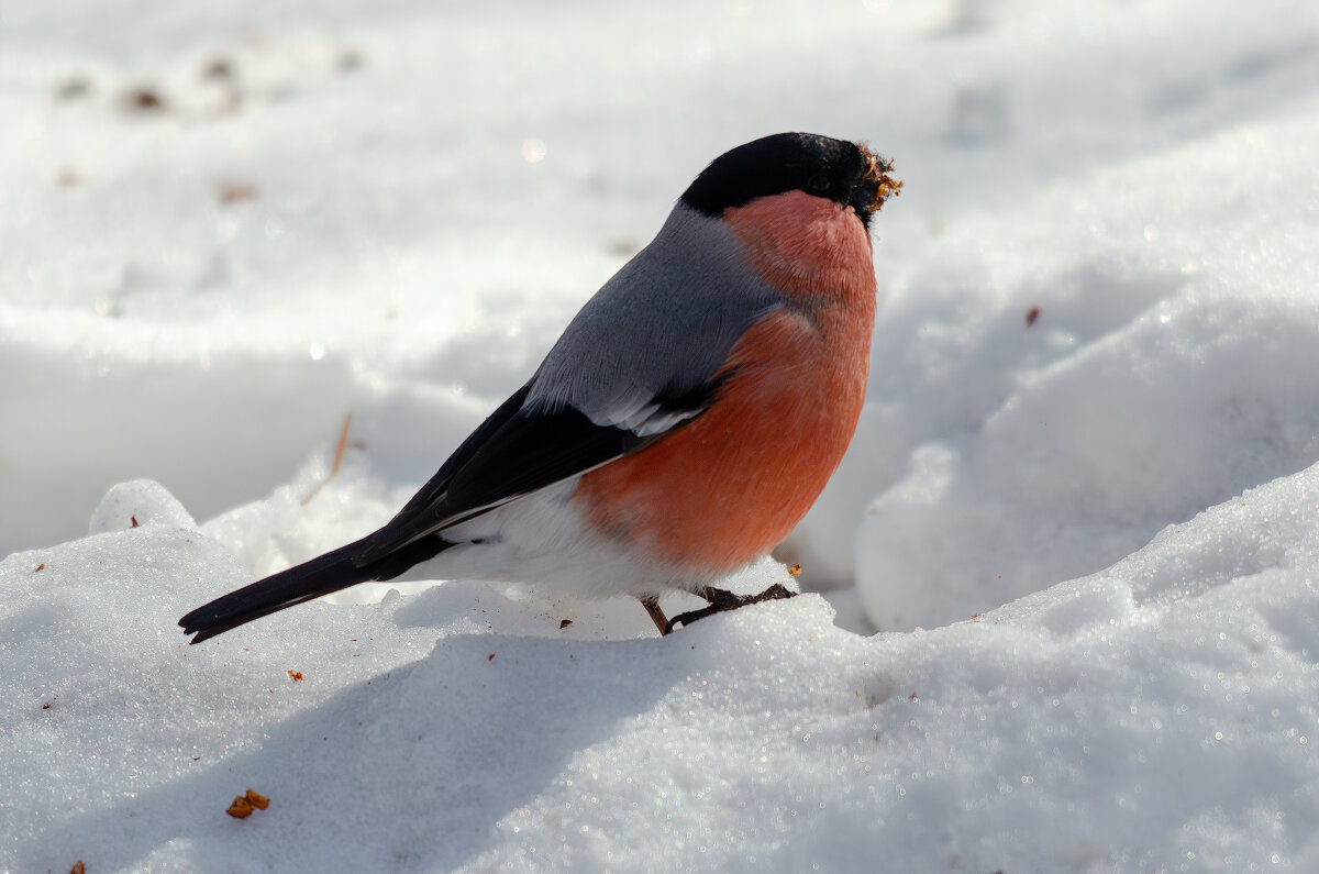 Снегирь. - Виктор Иванович Чернюк Снегирь. - Виктор Иванович Чернюк