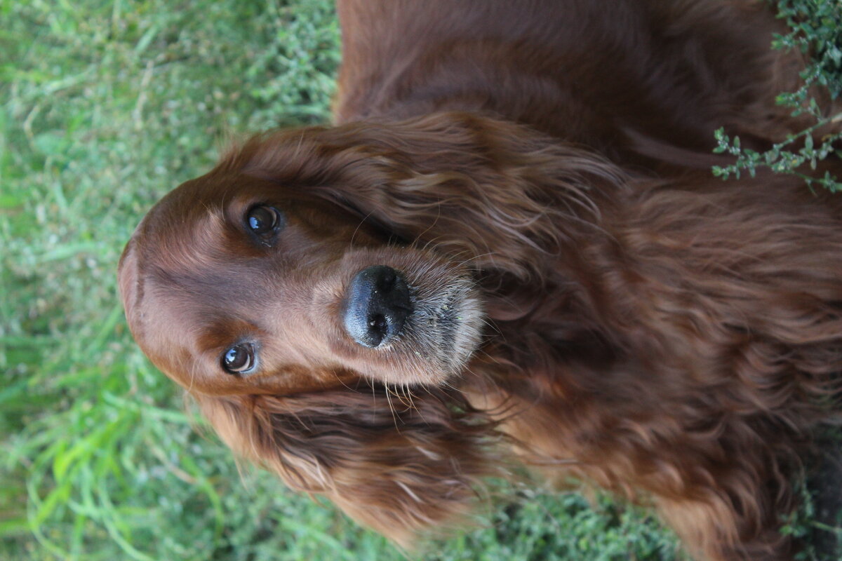 любимица - Александр Белов