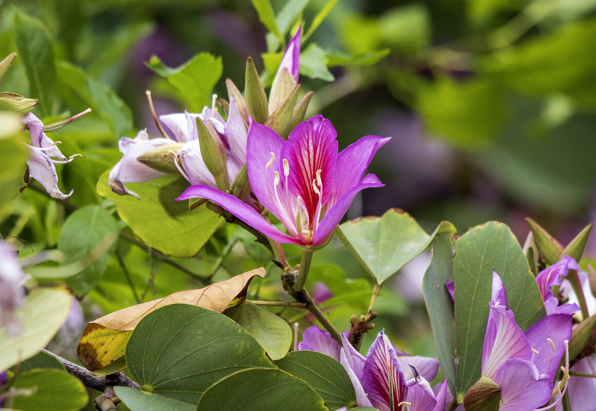 Баугиния Блейка. - Alexander Amromin