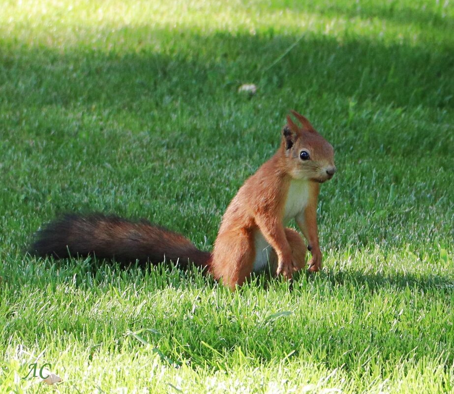 Навалилась усталость - Любовь Сахарова