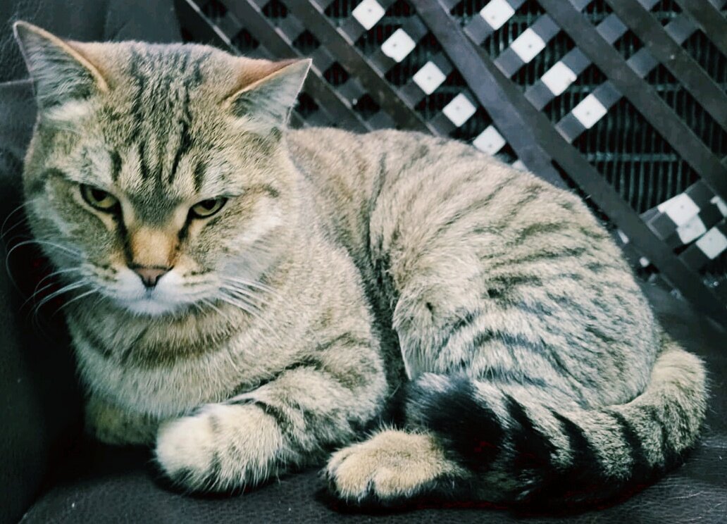 Киса - Георгиевич Киса - Георгиевич