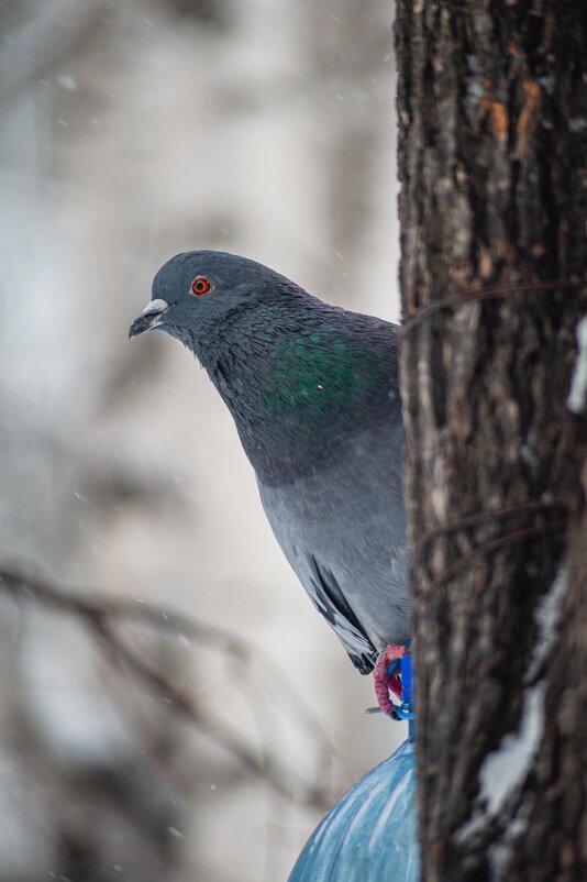 *** - Николай Чекалин
