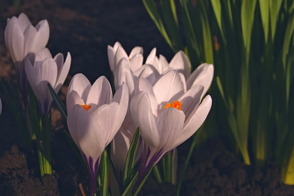 Весенние цветы - Сергей Швечков Весенние цветы - Сергей Швечков