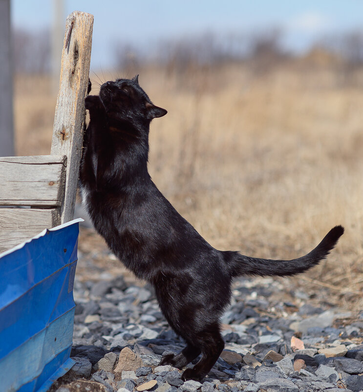 Разминка ... - Евгений Хвальчев