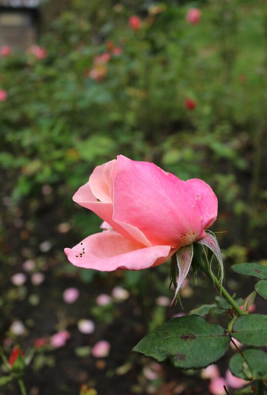 Осень в шотландских парках - Ольга Осень в шотландских парках - Ольга