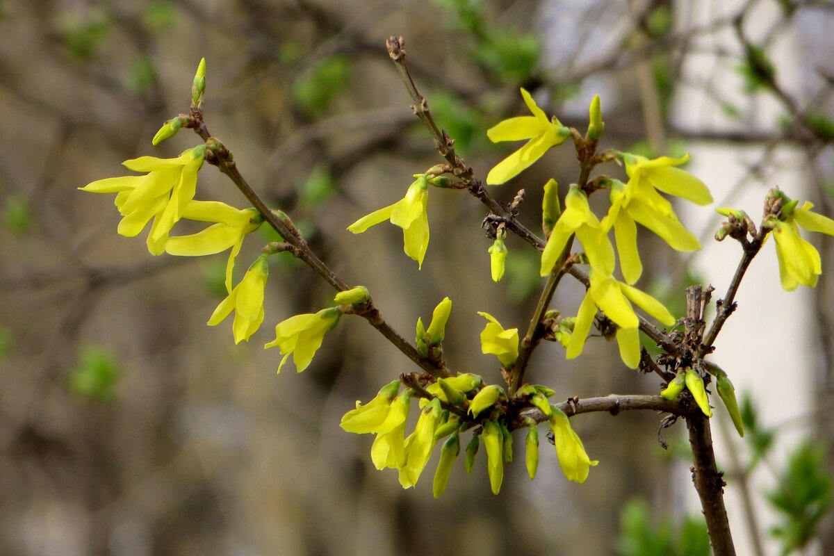 Как солнца лучики веточки форзиции - Татьяна Смоляниченко Как солнца лучики веточки форзиции - Татьяна Смоляниченко